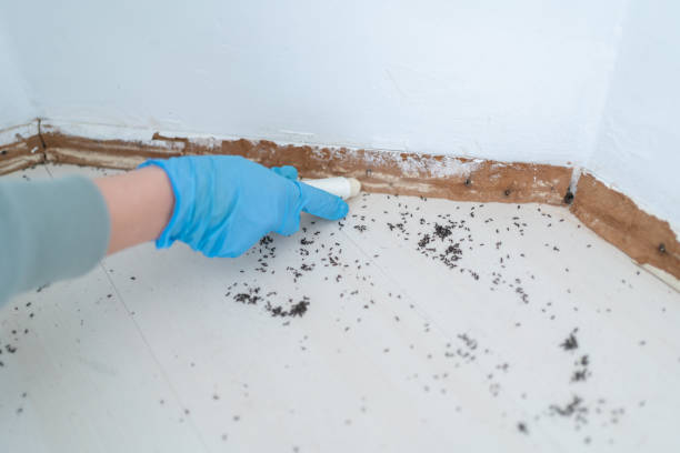 Professional Pest Control in Todd Creek, CO
